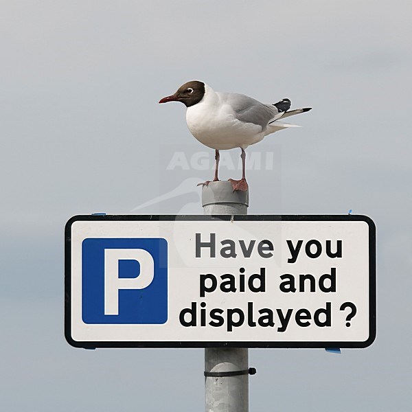 Volwassen Kokmeeuw in zomerkleed op bord, Adult summer Black-headed Gull on sign stock-image by Agami/Han Bouwmeester,