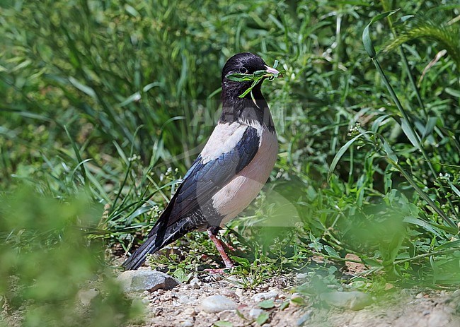Adult Rose-coloured Starling (Pastor roseus) at Valensole, Alpes-de-Haute-Provence, in France. Also known as Rosy Starling. Carrying nest material. stock-image by Agami/Aurélien Audevard,
