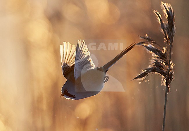 Bearded Reedling (Panurus biarmicus) Helsinki Finland January 2016 stock-image by Agami/Markus Varesvuo,