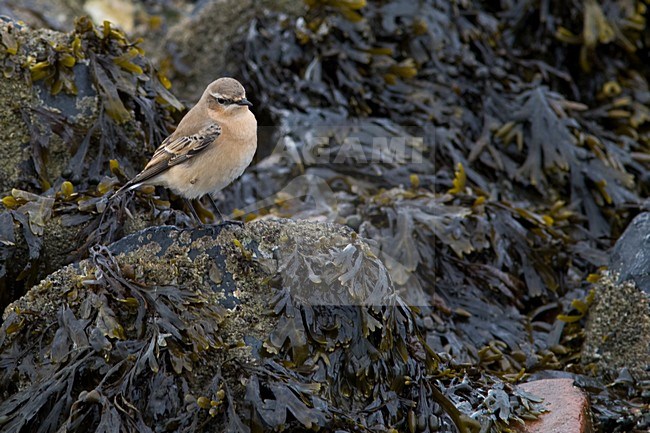 Tapuit op trek; Northern Wheatearon migration stock-image by Agami/Arnold Meijer,