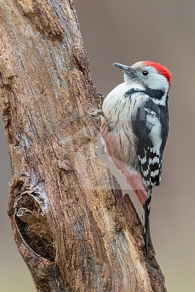 Middle Spotted Woodpecker (Dendrocopos medius), side view of an adult male perched on an old trunk, Podlachia, Poland stock-image by Agami/Saverio Gatto,