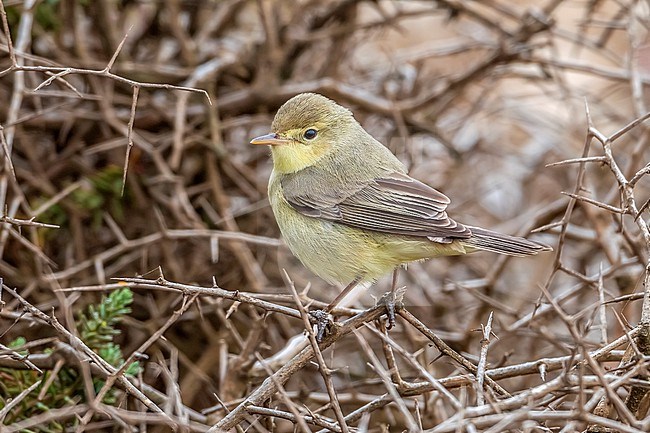 Melodious Warbler (Hyppolais polyglotta) perched on a bush in Morocco. stock-image by Agami/Vincent Legrand,
