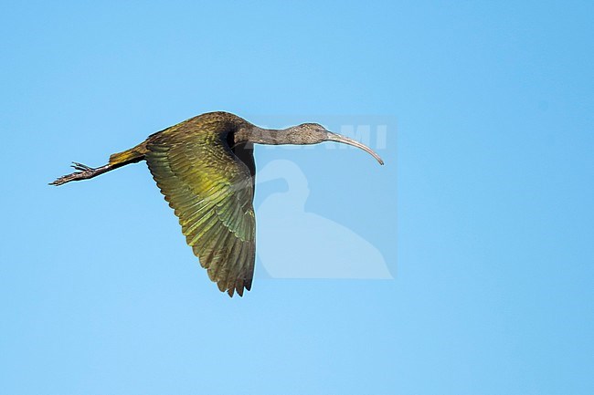 Adult non-breeding White-faced Ibis, Plegadis chihi.
Riverside Co., California, USA. stock-image by Agami/Brian E Small,