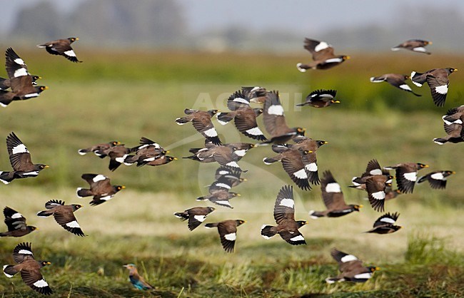 Grote groep Treurmaina\'s in de vlucht; Large flock of Common Mynas in flight stock-image by Agami/Markus Varesvuo,