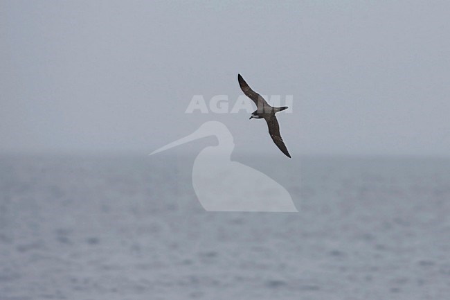 Hawaiian Petrel (Pterodroma sandwichensis) in flight stock-image by Agami/Martijn Verdoes,