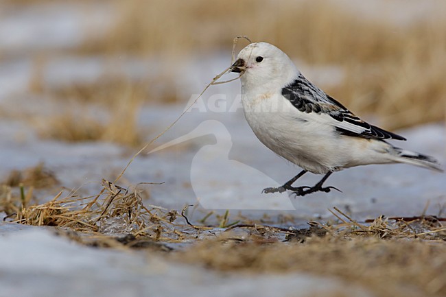 Hippend met een strotje; Jumping with a straw stock-image by Agami/Arie Ouwerkerk,