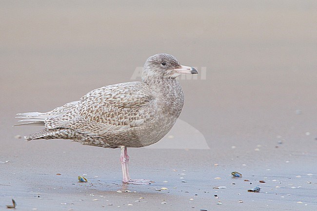 Grote Burgemeester, Glaucous Gull, Larus hyperboreus stock-image by Agami/Menno van Duijn,