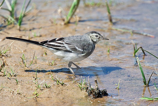 Juvenile Pied Wagtail (Motacilla yarrellii) in, Norfolk, England, during summer. Foraging along a lake. stock-image by Agami/Steve Gantlett,