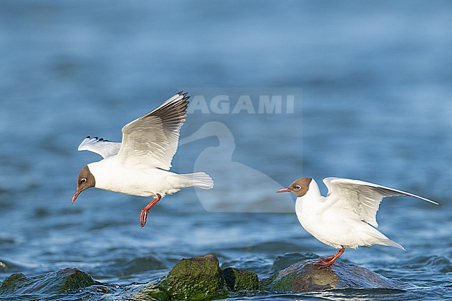 stock-image by Agami/Menno van Duijn,
