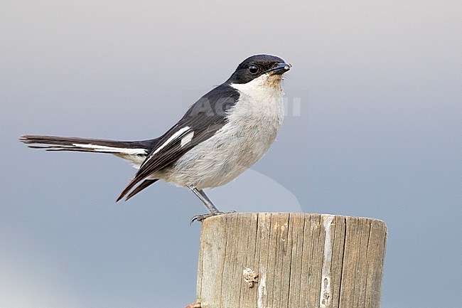 Fiscal Flycatcher (Sigelus silens), side view of an adult male standing on a post, Western Cape, South Africa stock-image by Agami/Saverio Gatto,