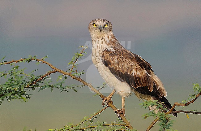 Immature Short-toed Eagle (Circaetus gallicus) perched on an accacia tree in India. Looking straight at the photographer. stock-image by Agami/Clement Francis,