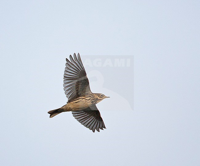 Graspieper op doortrek; Meadow Pipit on migration stock-image by Agami/Marc Guyt,