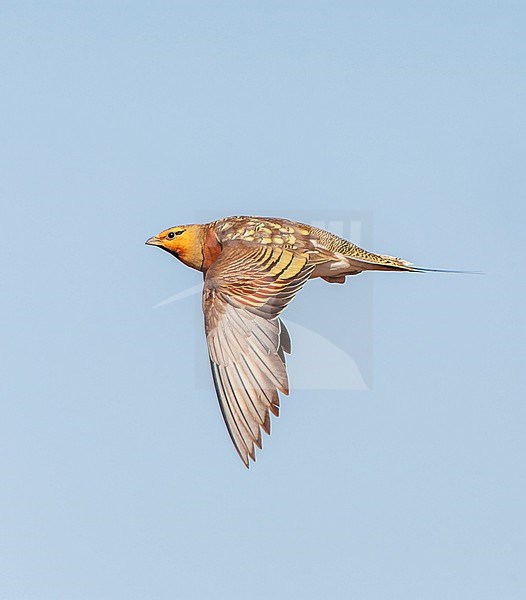 Pin-tailed Sandgrouse (Pterocles alchata) in steppes near Belchite in Spain. stock-image by Agami/Marc Guyt,