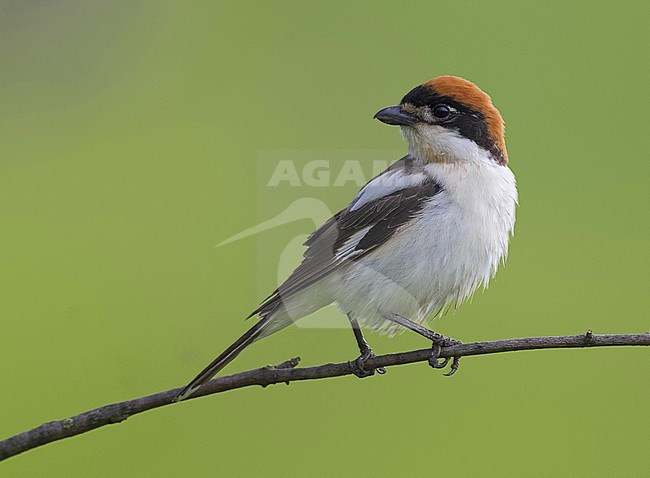 Male Woodchat Shrike, Lanius senator, perched on a branch in Italy. stock-image by Agami/Daniele Occhiato,