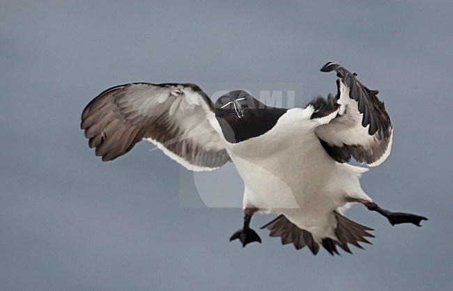 Alk in zomerkleed vliegend; Flying summer plumaged Razorbill stock-image by Agami/Markus Varesvuo,
