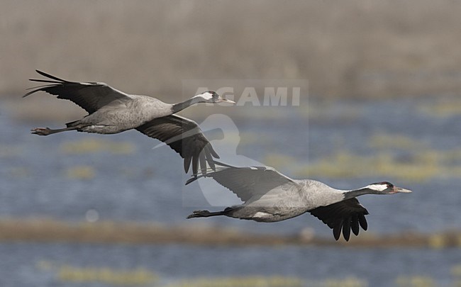 Common Crane pair flying; Kraanvogel paar vliegend stock-image by Agami/Jari Peltomäki,