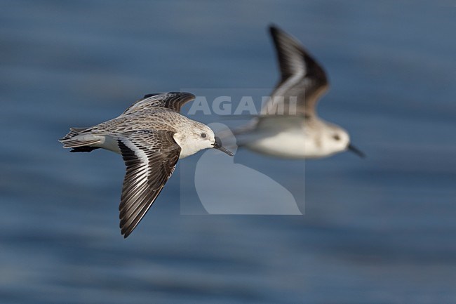 Drieteenstrandloper in de vlucht; Sanderling in flight stock-image by Agami/Daniele Occhiato,