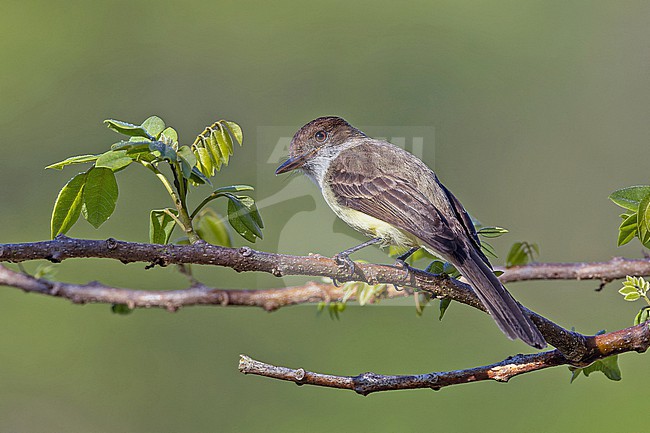 Sad Flycatcher, Myiarchus barbirostris, on Jaimaca. stock-image by Agami/Pete Morris,