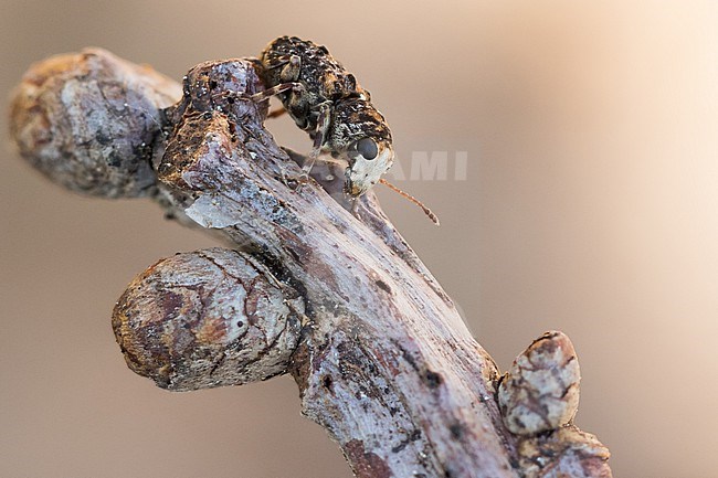 Dissoleucas niveirostris - Weißschnauzen-Breitrüssler, Germany (Baden-Württemberg), imago stock-image by Agami/Ralph Martin,