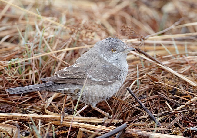 Sperwergrasmus foeragerend op de grond; Barred Warbler foraging on the ground stock-image by Agami/Markus Varesvuo,