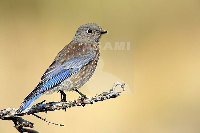 Juvenile Western Bluebird (Sialia mexicana) perched on a twig with green natural background in Lake County, Oregon in the  United States. stock-image by Agami/Brian E Small,
