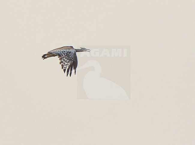 Arabian Bustard, Ardeotis arabs, in flight. stock-image by Agami/Dani Lopez-Velasco,