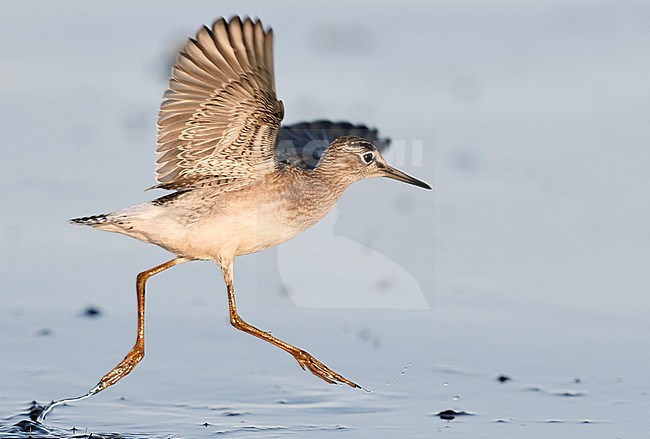 Wood Sandpiper (Tringa glareola) walking with wings wide, Utö Finland August 2018 stock-image by Agami/Markus Varesvuo,