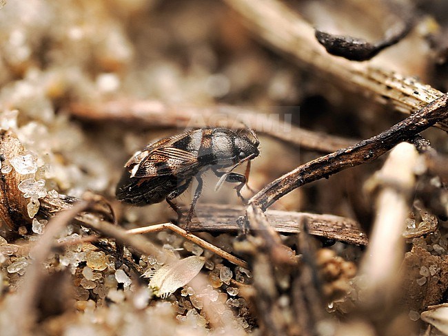 Bristly groundbug, a very small ground bug stock-image by Agami/Arnold Meijer,