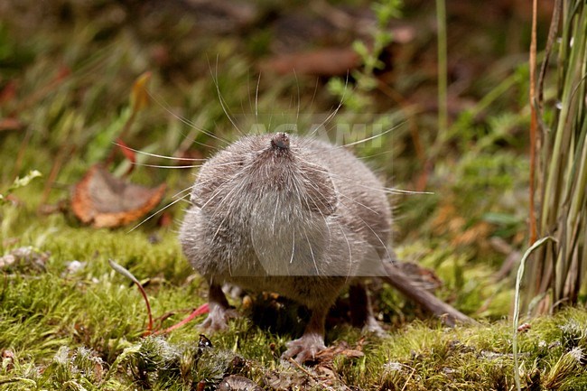 Huisspitsmuis op de grond; Greater White-toothed Shrew on the ground stock-image by Agami/Theo Douma,