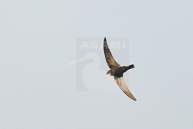 Immature Horus swift (Apus horus) at Schiermonnikoog, Netherlands. Extreme African vagrant and first record in the Western Palearctic (WP). stock-image by Agami/Laurens Steijn,