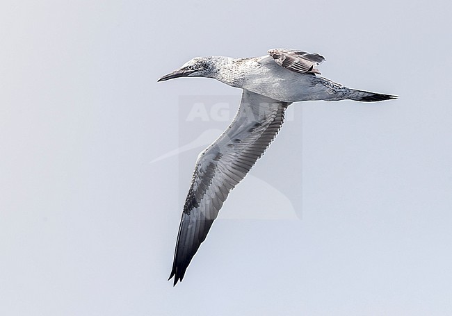 Immature Australasian Gannet, Morus serrator, northwards in the Pacific Ocean, from New Zealand to Norfolk islands (Australia). stock-image by Agami/Marc Guyt,