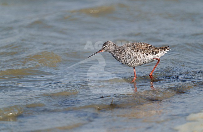 Adult Spotted Redshank (Tringa erythropus) standing and walking and foraging in shallow water. bird in sideview stock-image by Agami/Ran Schols,