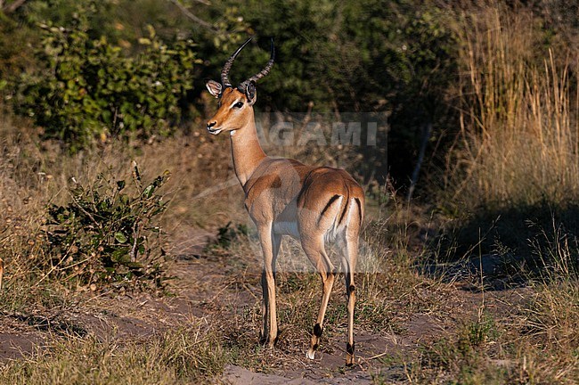 An impala, Aepyceros melampus, standing. Botswana stock-image by Agami/Sergio Pitamitz,