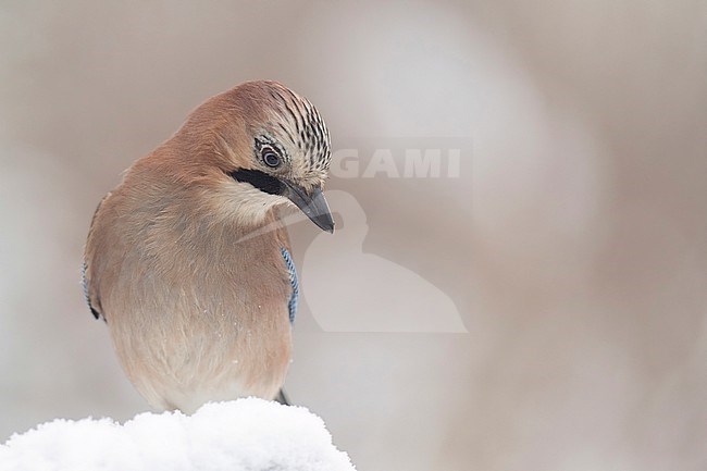 Gaai in de sneeuw stock-image by Agami/Han Bouwmeester,