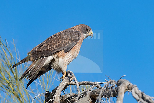 Adult (intermediate morph)
San Diego Co., CA
April 2023 stock-image by Agami/Brian E Small,