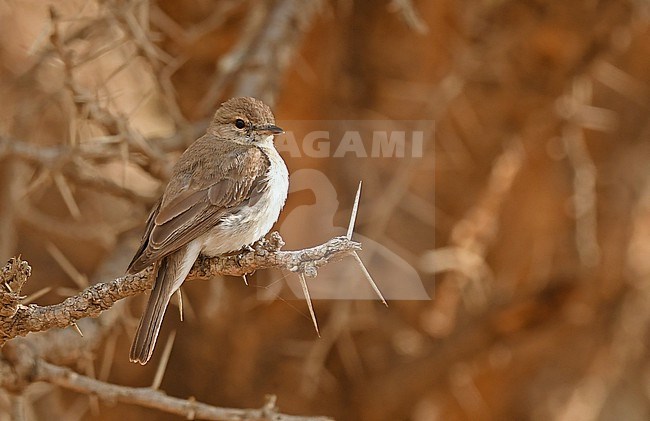 Gambaga Flycatcher (Muscicapa gambagae) at the Asir Mountains, Saudi Arabia stock-image by Agami/Eduard Sangster,