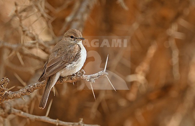Gambaga Flycatcher (Muscicapa gambagae) at the Asir Mountains, Saudi Arabia stock-image by Agami/Eduard Sangster,