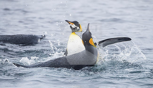 Two fighting King Penguins (Aptenodytes patagonicus halli) off the coast on Macquarie Island, subantarctic Australia. stock-image by Agami/Marc Guyt,