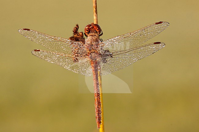 Steenrode Heidelibel, Vagrant Darter stock-image by Agami/Theo Douma,