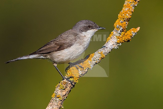 Lesser Whitethroat (Sylvia curruca) perched on a branch in France. stock-image by Agami/Daniele Occhiato,