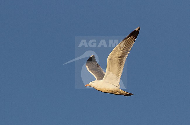 Mongolian Gull, Larus mongolicus, adult in flight in Mongolia. stock-image by Agami/James Eaton,