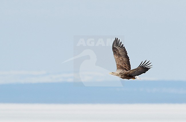 White-tailed Eagle (Haliaetus albicilla) subadult Sodankylä Lokka Finland April 2019 stock-image by Agami/Markus Varesvuo,