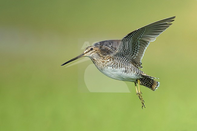 Adult Wilson's Snipe (Gallinago delicata) in flight at a marsh in Kidder County, North Dakota, USA. stock-image by Agami/Brian E Small,