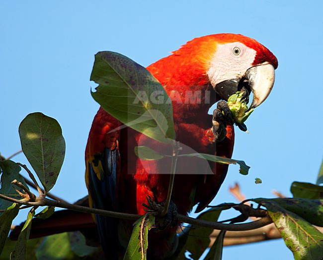 Geelvleugelara, Scarlet Macaw, Ara macao stock-image by Agami/Martijn Verdoes,