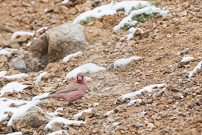 Great Rosefinch - Berggimpel - Carpodacus rubicilla diabolicus, Tajikistan, adult male stock-image by Agami/Ralph Martin,