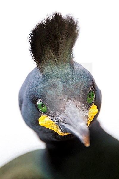 Adult European Shag (Phalacrocorax aristotelis aristotelis) in breeding colony in arctic northern Norway during breeding season. Closeup of the head against white background stock-image by Agami/Ralph Martin,