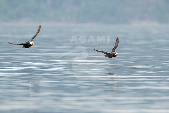 Tufted Puffin (Fratercula cirrhata)flying out to sea near the coast of Washington State, USA. stock-image by Agami/Glenn Bartley,