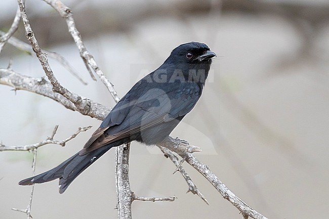 Fork-tailed Drongo (Dicrurus adsimilis), adult perched on a branch, Mpumalanga, South Africa stock-image by Agami/Saverio Gatto,