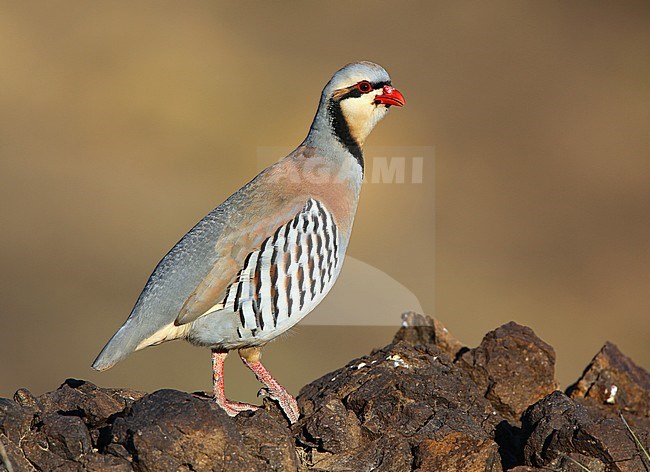 Chukar Partridge (Alectoris chukar) male perched on a rock in Mongolia. stock-image by Agami/Aurélien Audevard,
