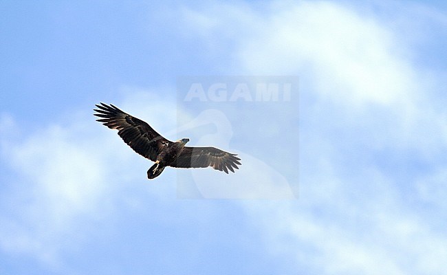 Sanford's sea eagle (Haliaeetus sanfordi), also known as Sanford's fish eagle or Solomon eagle, is a sea eagle endemic to the Solomon Islands. Flying against cloudy sky on the island of Kolombangara. stock-image by Agami/Pete Morris,